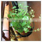 Metal Flower Pot Holder/Hanging Basket/ Flower Pot Rack thumbnail-4