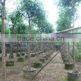 Mangifera Indica Fruit Trees thumbnail-1