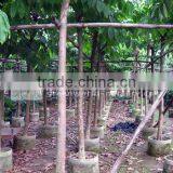 Lagerstroemia for Landscaping thumbnail-1