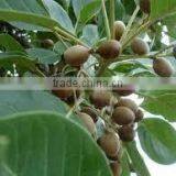 Terminalia Belerica thumbnail-2