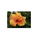 Hibiscus Extract(huping@nutra-max.com) thumbnail-1