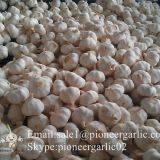 4.5-5cm,5-5.5cm Ajo Blanco Puro Fresco Chino Con Embalaje de Cajas de Cartón thumbnail-2