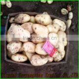 (HOT) TOMATO/TOMATOES/RED TOMATO thumbnail-3