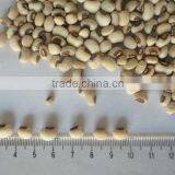 2013 Crop Round Light Speckled Kidney Bean thumbnail-1