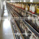 Africa Market Nigeria Farm Use Best Price Pullet Rearing Cage for One Day Old Chicks thumbnail-1