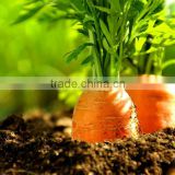 2016 YEARS NEW CROP OF CHINA FRESH CARROTS