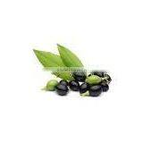 LAUREL BERRY OIL 100 % PURE & NATURAL LAUREL SEED OIL thumbnail-2