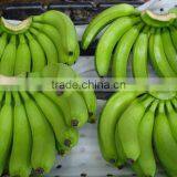 Fresh Cavendish Banana From Tamilnadu thumbnail-3