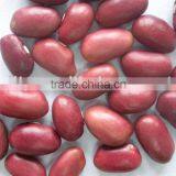 Red Kidney Beans thumbnail-1