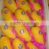 Fresh Pakistani Chaunsa Mango thumbnail-1