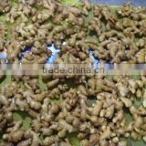 CHINESE New Crop Ginger