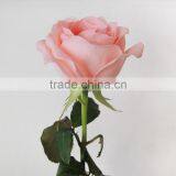 Hot Sale Fresh Cut Daiana Pink Rose Flowers thumbnail-3