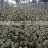 Large Poultry Feeding Equipment for Sale thumbnail-2