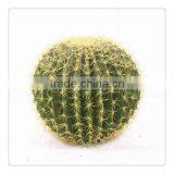 High Quality Wholesale Decoration Artificial Cactus Plant thumbnail-1