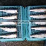 Frozen Sardine HGT With Competitive Price China Origin thumbnail-1