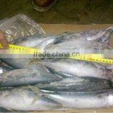 Frozen Pacific Mackerel Fresh Hot Sale Fish thumbnail-2