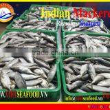 FROZEN W/R INDIAN MACKEREL thumbnail-4