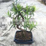 Podocarpus Macrophyllus Bosnai thumbnail-5