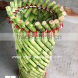 Lucky Bamboo ( Dracaena Sanderiana) Cage Shape thumbnail-1