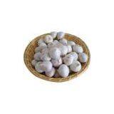 Sell Solo Garlic thumbnail-1