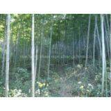 Farm Supply Shanzhu, Bamboo thumbnail-3
