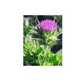 Milk Thistle Extract thumbnail-1