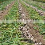 Dry White Garlic/Fresh Style and Garlic Type dried garlic