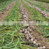 Dry White Garlic/Fresh Style and Garlic Type Dried Garlic thumbnail-1