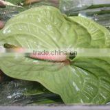 Diversified in Packaging Top Sell High Breed Seeds Antirrhinum Majus Flower thumbnail-5