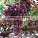 Crimson Grapes thumbnail-2