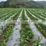 PE Plastic Film for Mulch/greenhouse/construction/packaging thumbnail-2