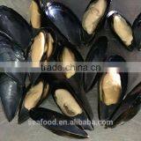 Frozen Precooked Half Shell Blue Mussel thumbnail-1