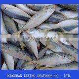 Horse Mackerel thumbnail-1