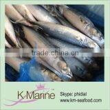 Frozen Mackerel Whole Round Lot Number#kmw4001 thumbnail-1
