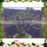 ANTIQUE ARTIFICIAL POTTED TREE CHINESE BONSAI PINE TREE LOOKS REAL thumbnail-2