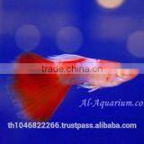 Guppy Fish Fish Farm For Sale and Export / Tropical Fish Exporter Thailand thumbnail-2