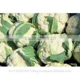 Fresh Cauliflower Exporters/gobi Suppliers in India/fresh Vegetables Export thumbnail-6