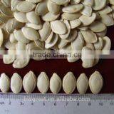 Raw Shin Skin Pumpkin Seeds for Sale thumbnail-2