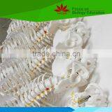 With Colored Muscle and Ligament 170 Huamn Skeleton Medical Model thumbnail-5