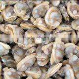 Wholesale Shell Frozen Fresh Clam Meat