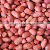 New Crop Chinese Red Skin Peanut Kernels thumbnail-1