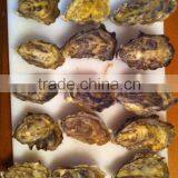 Live Pacific Oyster thumbnail-1