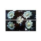 SKY SUNFLOWER Sola Flower thumbnail-1