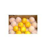 Fresh Fruit: Navel Orange thumbnail-1