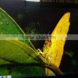 65'' LED Big Screen Multi Media Panel