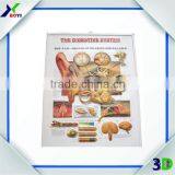 Custom Printed 3D Medical Wall Chart / Pregnancy Chart