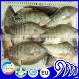 Seafood Manufacture Sell Live Tilapia thumbnail-3