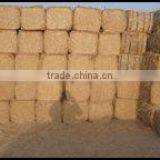 wheat straw bale, wheat hay bale, straw hay bale, hay straw bale, wheat straw hay