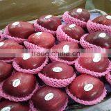 Export Fresh Red Delicious Apple Fruit Fresh Apple thumbnail-4