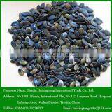 Pumpkin Seed Kernel Grown Without Shell for Human Consumption thumbnail-1